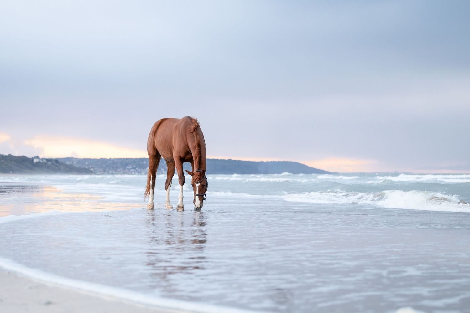 Photographe équestre Normandie - Shooting cheval plage Deauville- Shooting équestre Normandie - Cheval plage Normandie