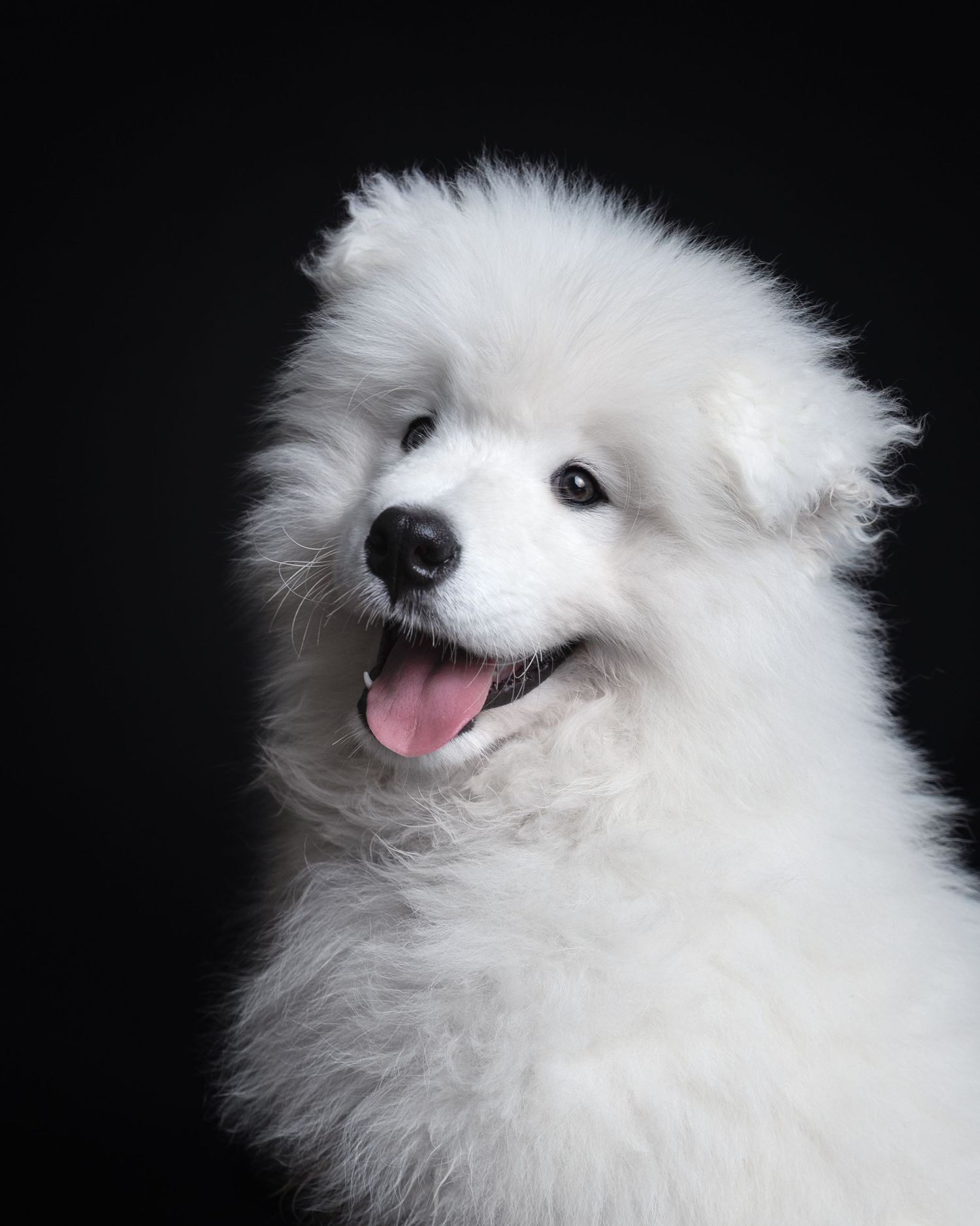 Shooting photo chien fond noir - Photographe canin Normandie