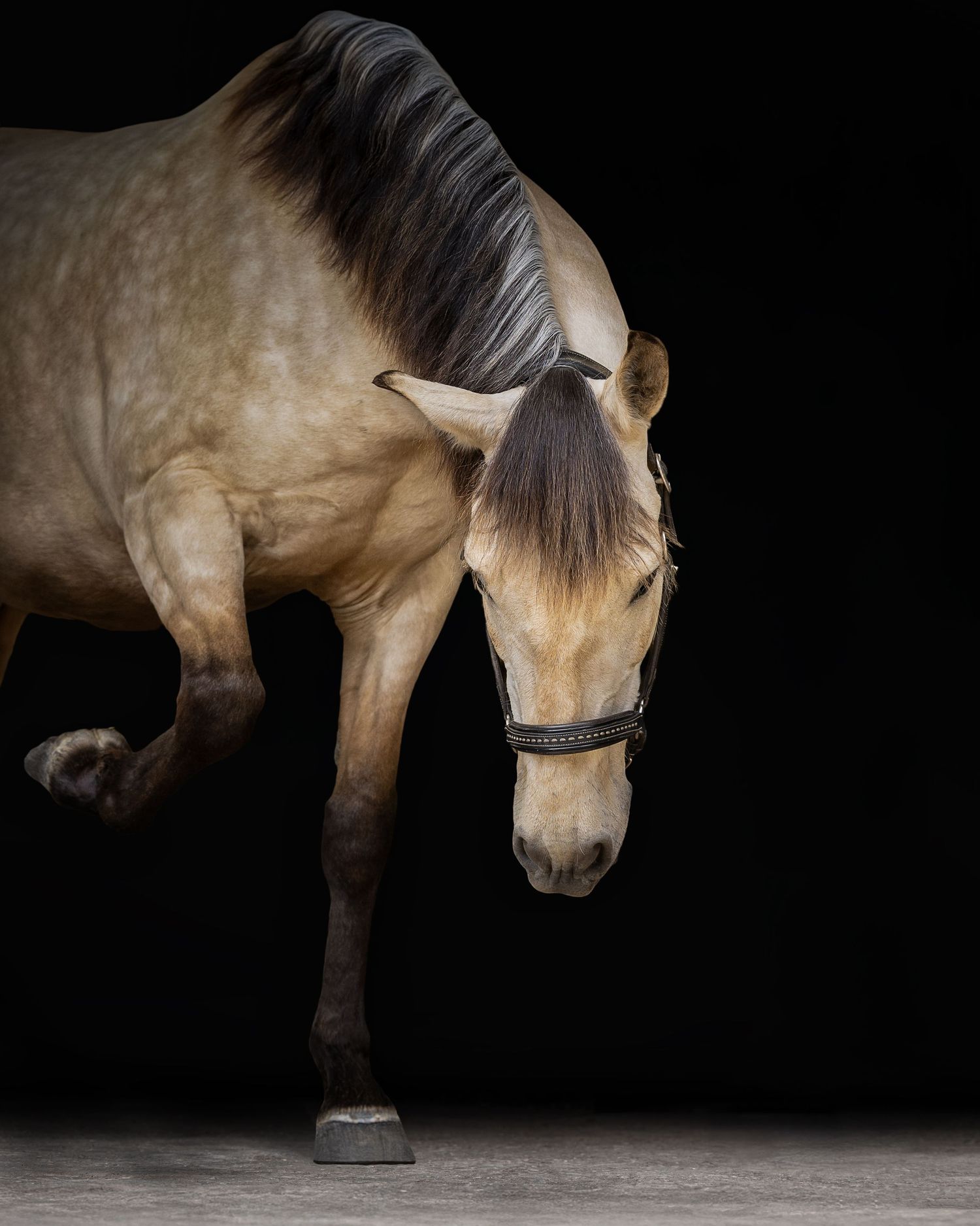 shooting photo cheval - cheval portrait - Photographe équestre Rouen