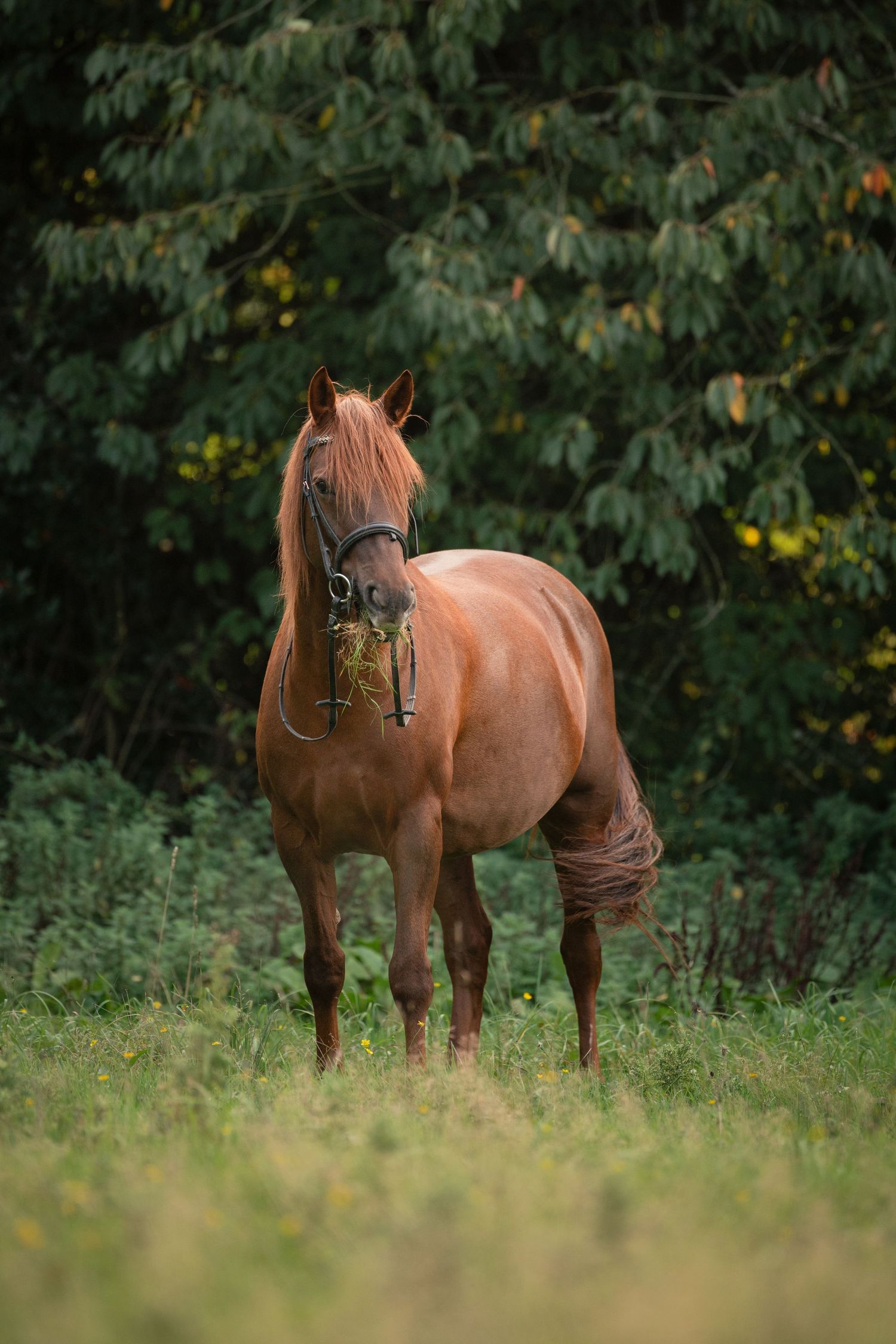 shooting photo cheval - Photographe équestre Rouen - Photographe équestre Normandie