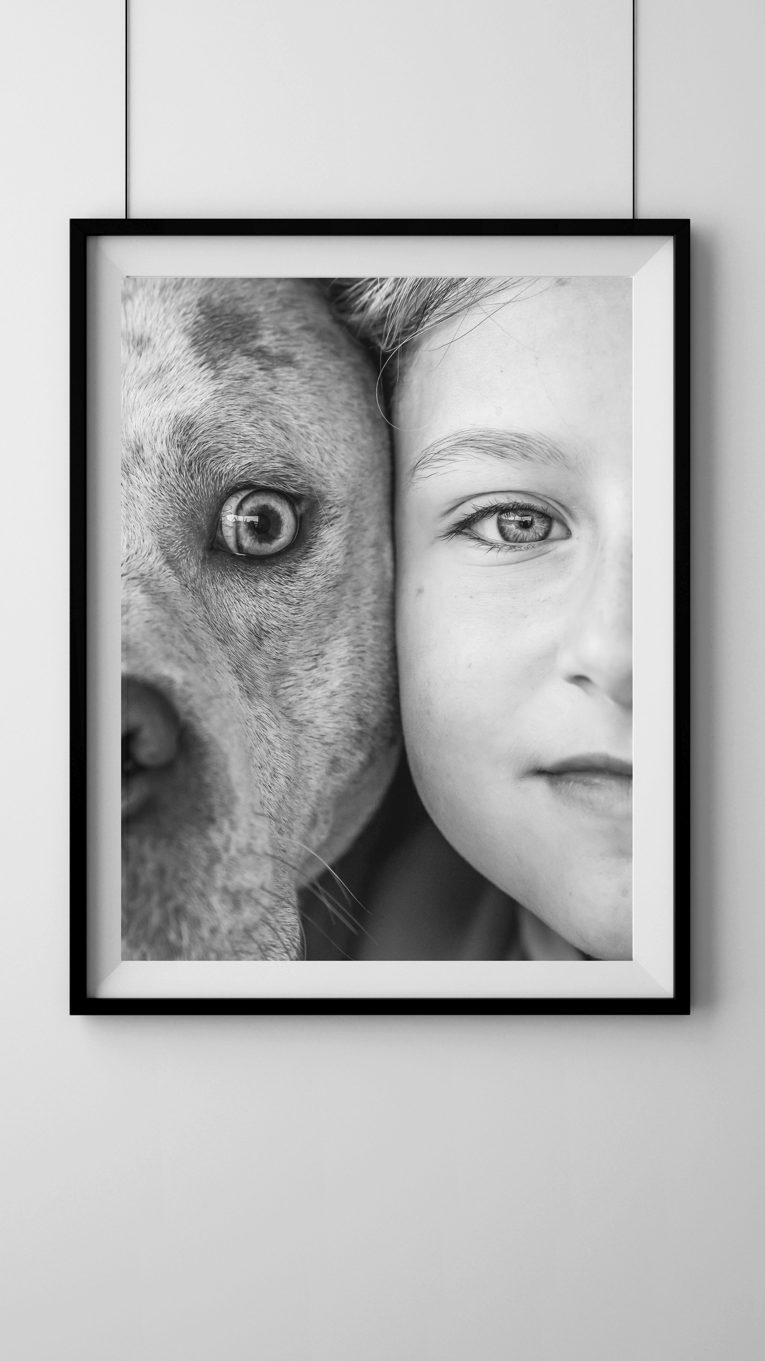Photo encadrée chien - Photographe canin Rouen