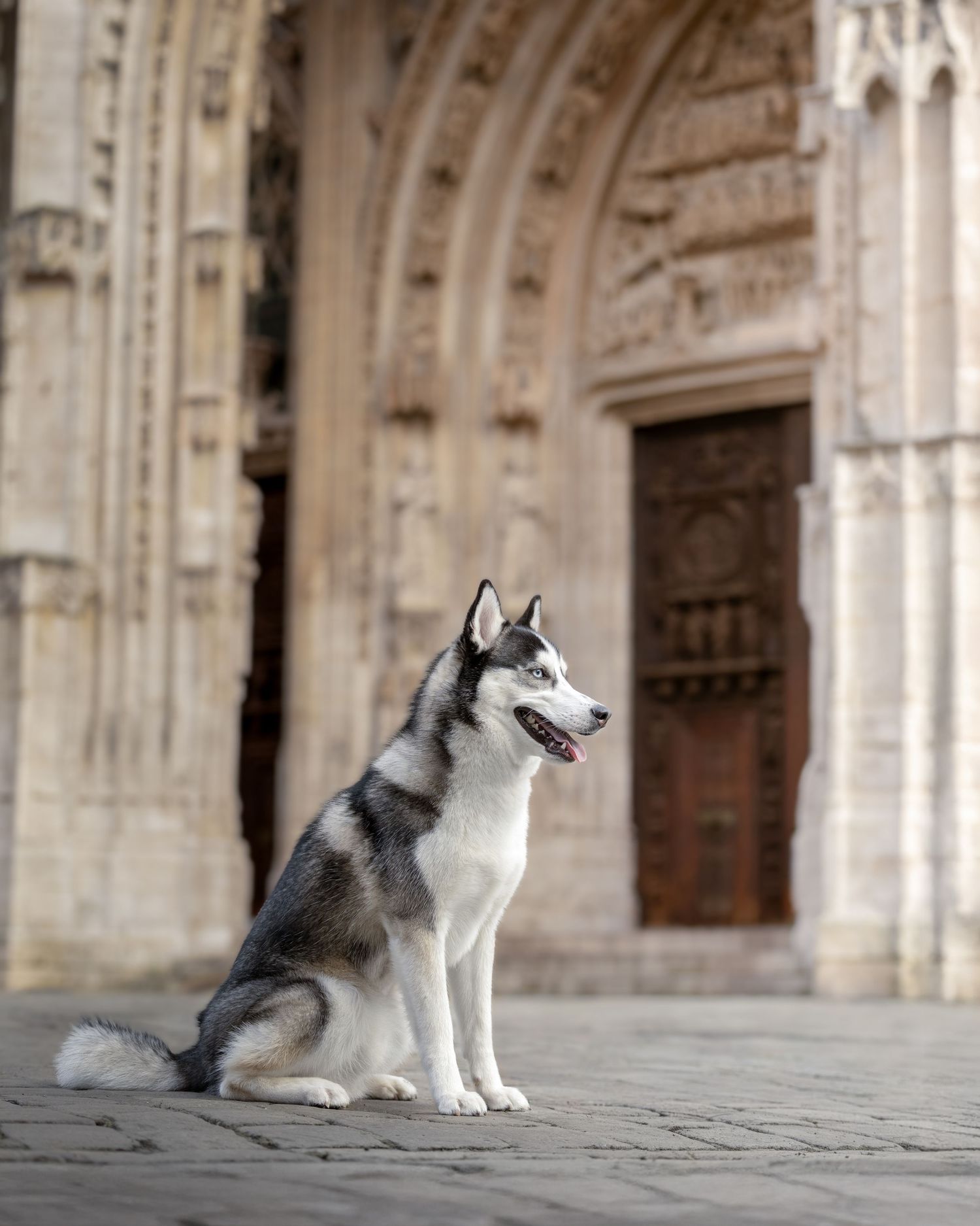 Shooting photo chien extérieur - Photographe canin Rouen Normandie