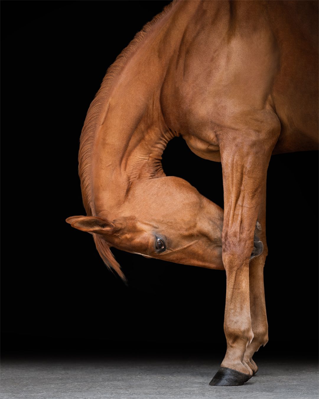 shooting photo cheval Normandie - Photographe équestre Rouen - photographe équestre Normandie - shooting cheval fond noir