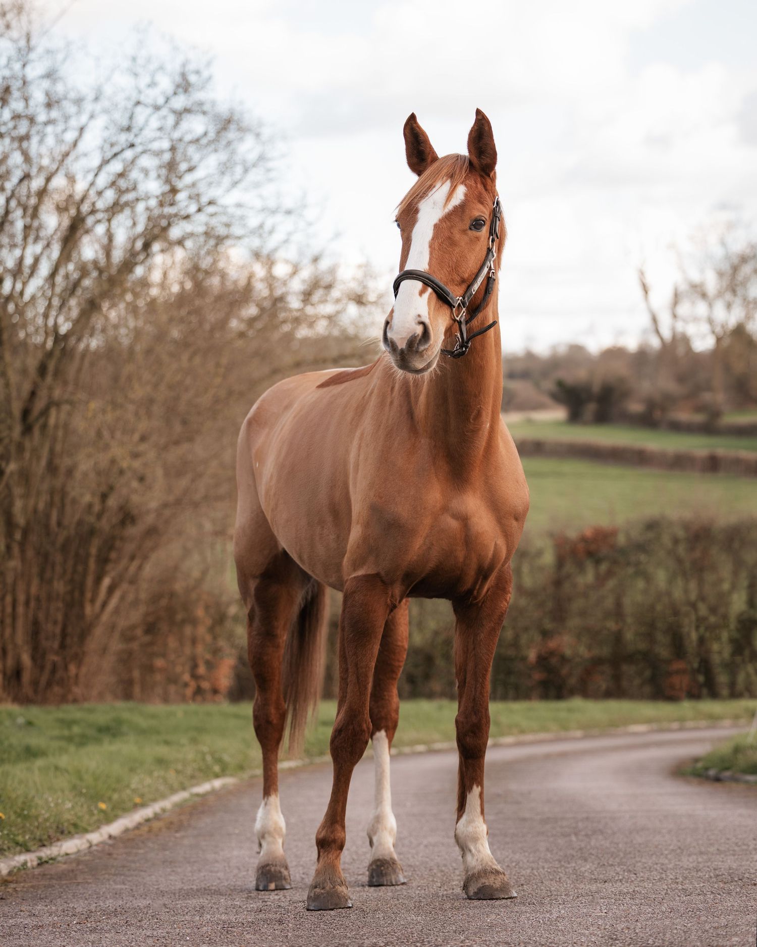 Shooting photo cheval extérieur - Photographe équestre Rouen Normandie