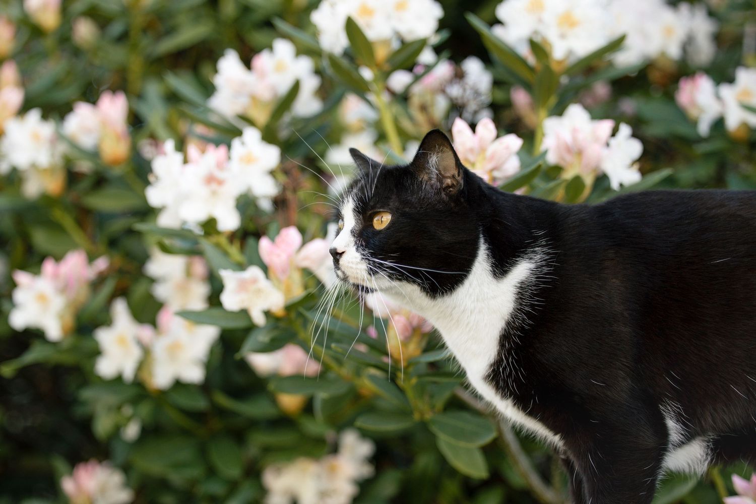 Shooting photo chat extérieur - Photographe animalier Rouen Normandie