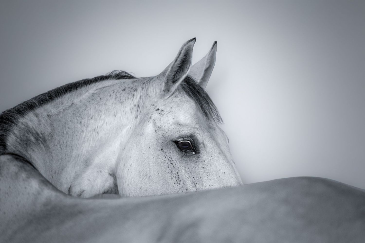 Portrait studio cheval fond blanc - Photographe équestre Rouen Normandie
