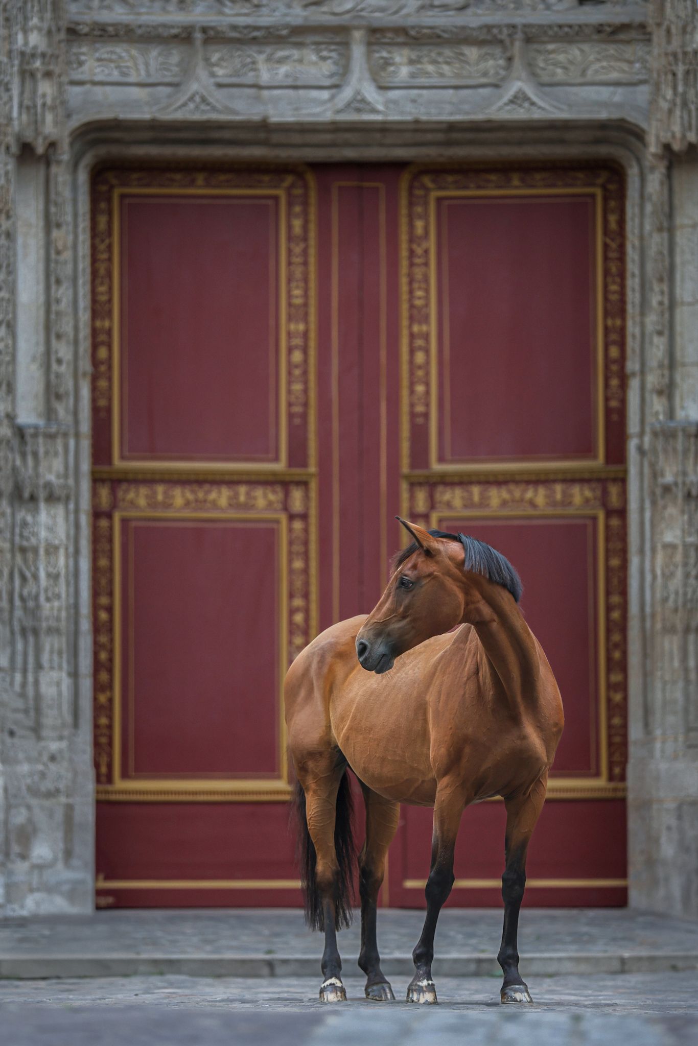Shooting photo cheval extérieur - Photographe équestre Rouen Normandie