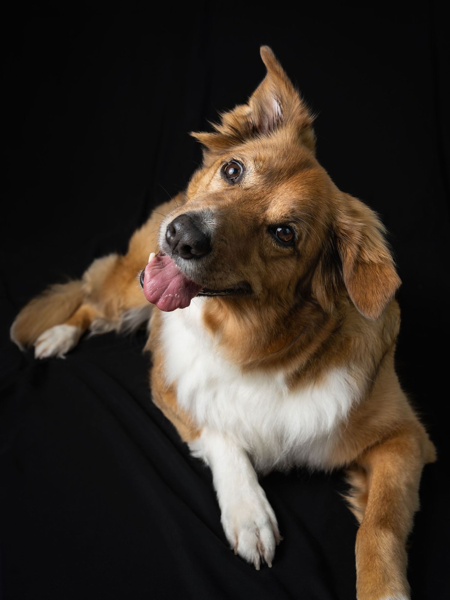 Photographe chien Normandie - Shooting chien Rouen - shooting studio chien Normandie- Photographe chien Rouen