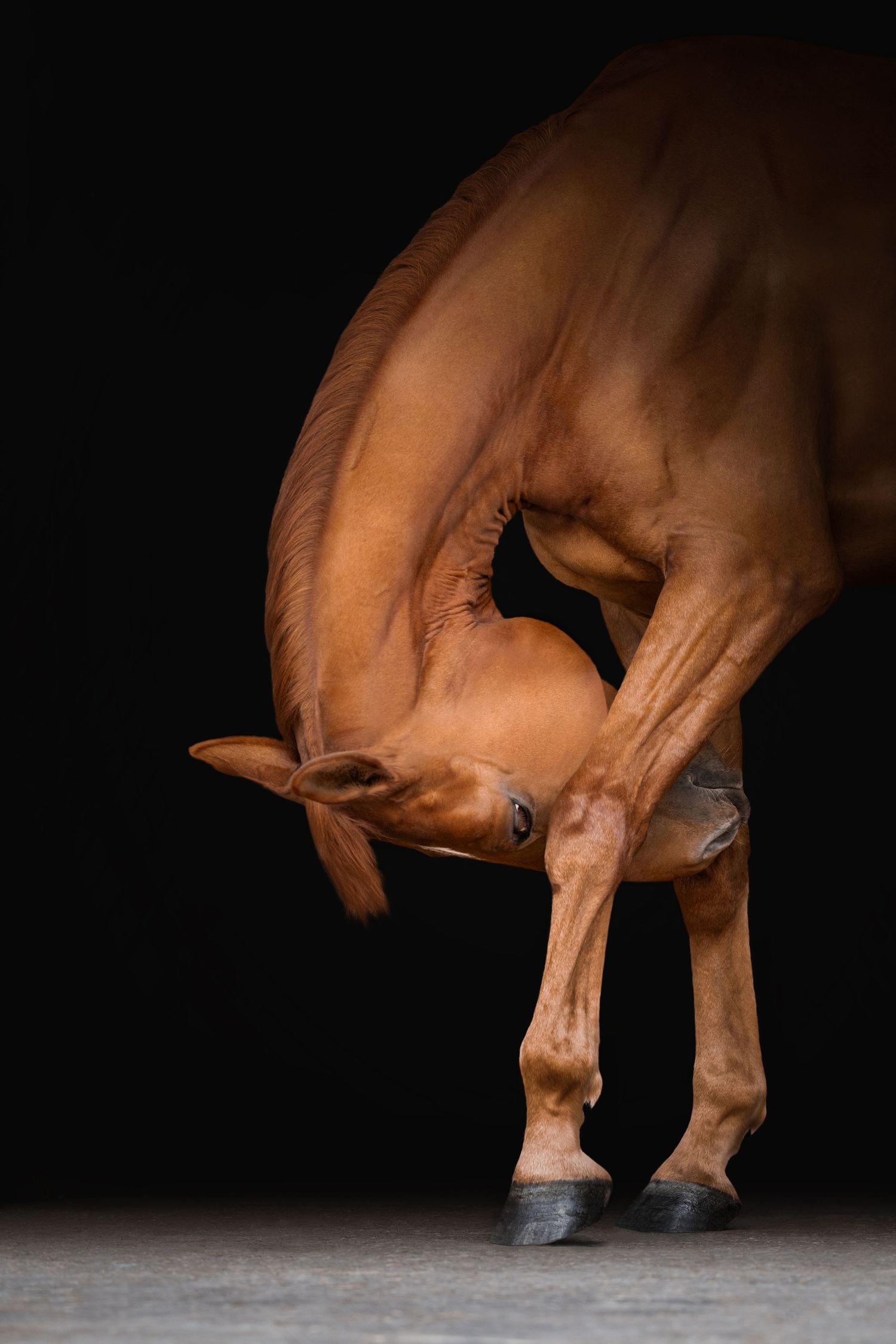 shooting photo cheval - cheval portrait - Photographe équestre Normandie