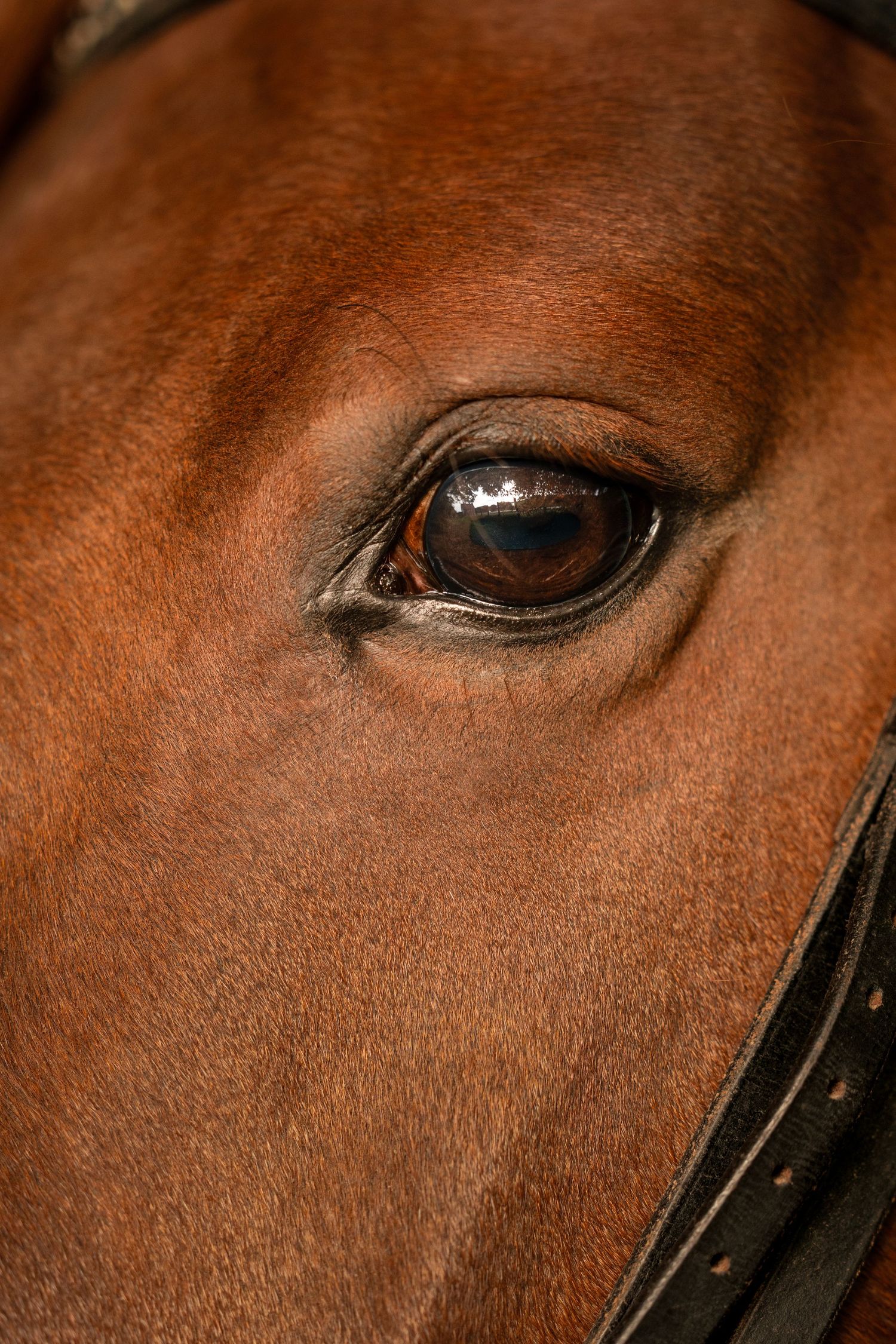 shooting photo cheval - Photographe équestre Rouen - Photographe équestre Normandie