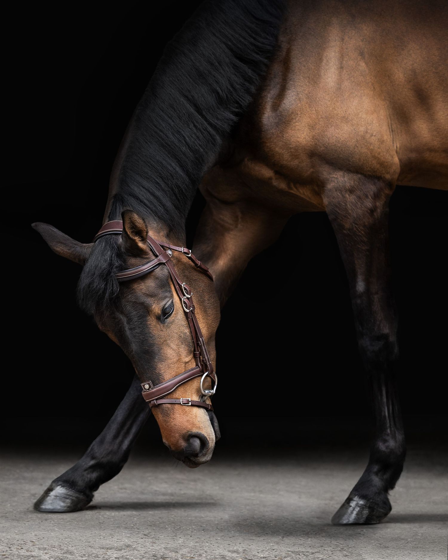 Portrait cheval fond noir - Photographe équestre Rouen Normandie