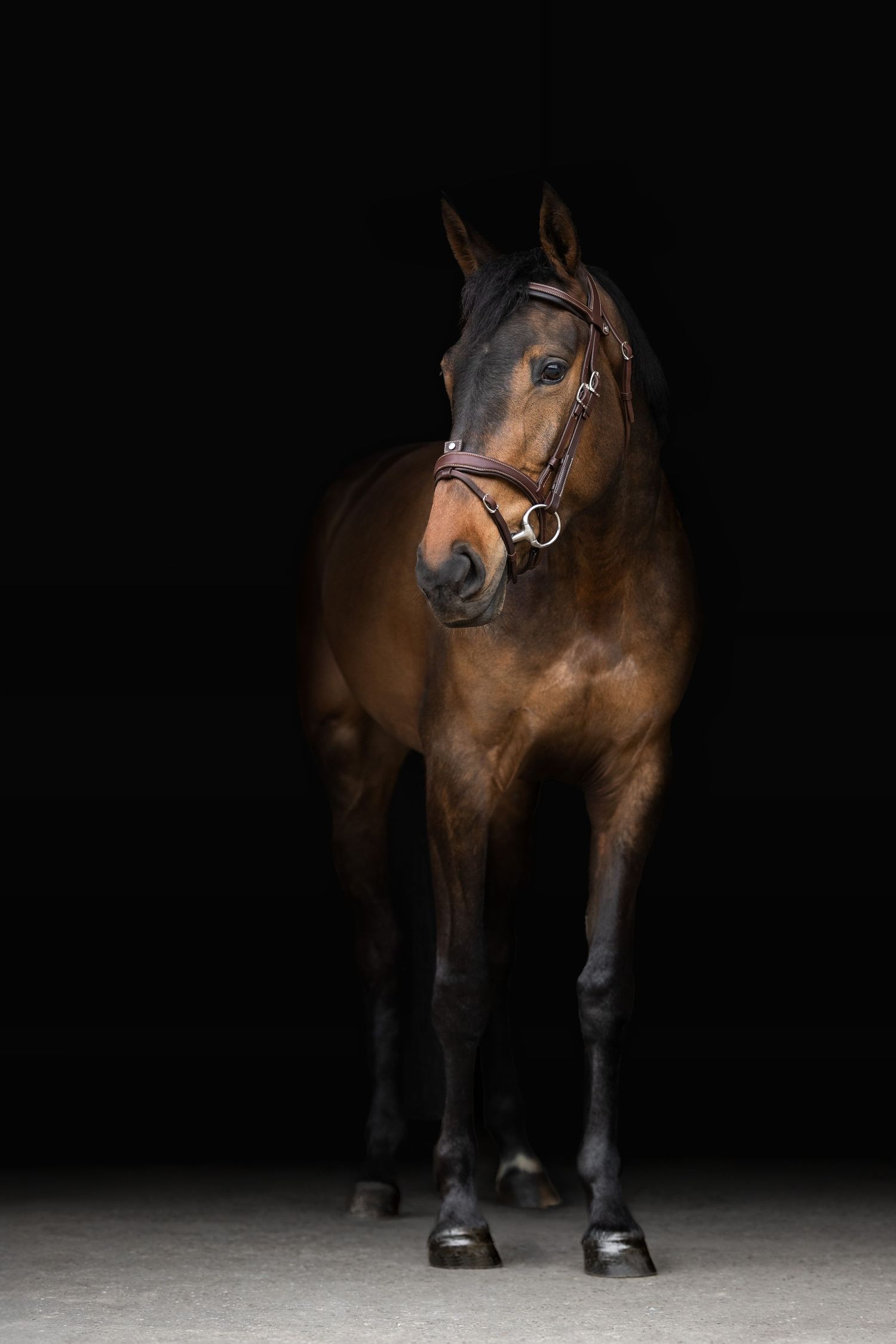 shooting photo cheval - cheval portrait - Photographe équestre Rouen Normandie