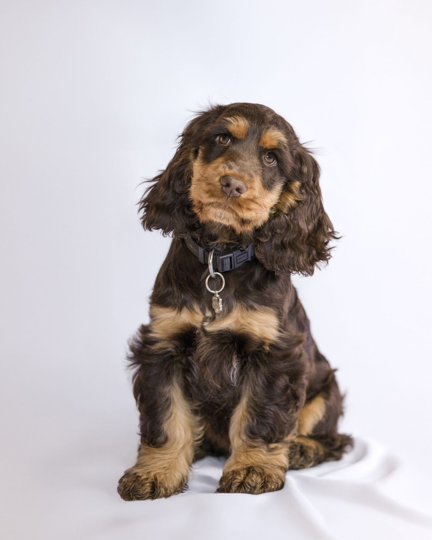 Shooting photo chien - Photographe canin Rouen Normandie