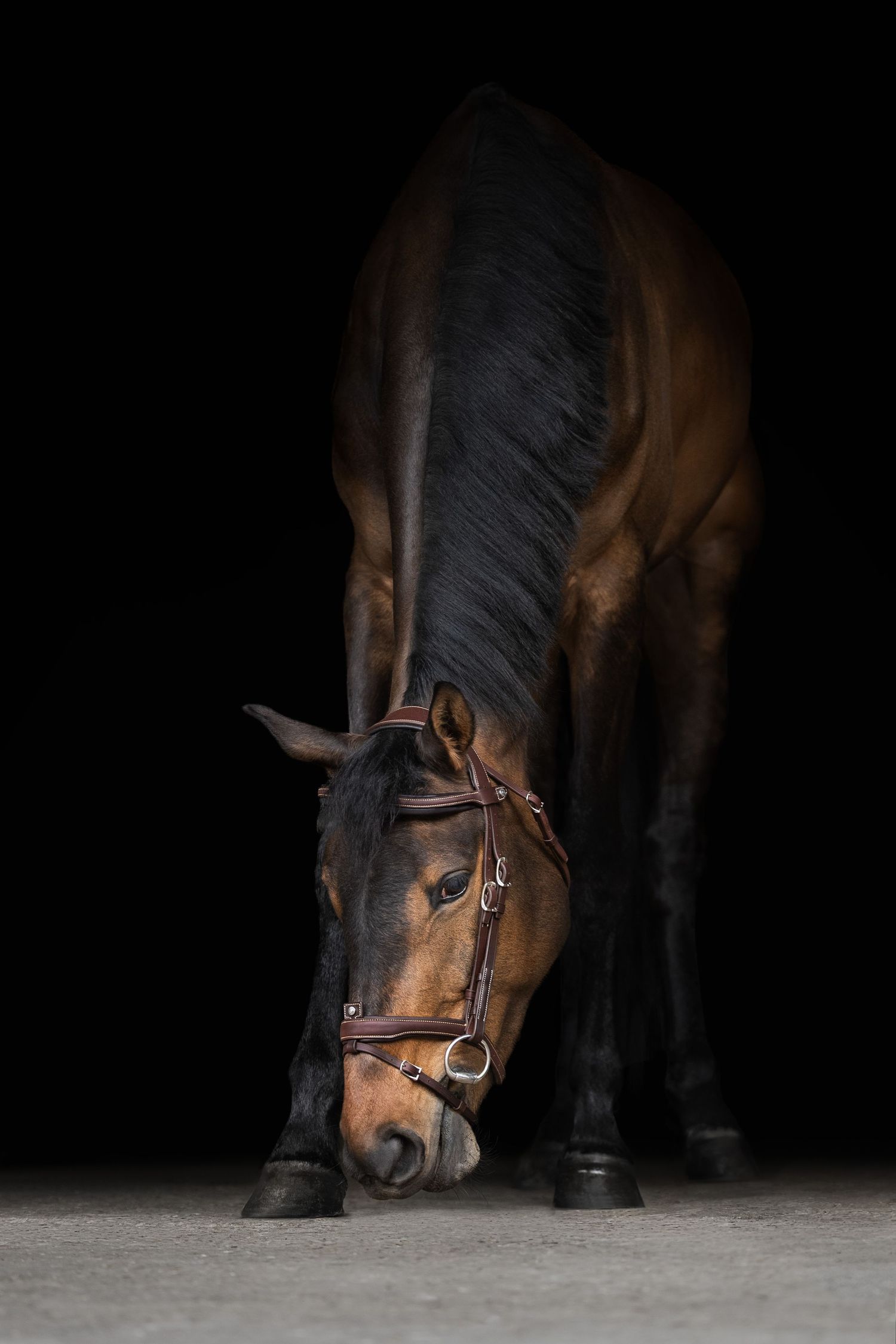 shooting photo cheval - cheval portrait - Photographe équestre Rouen Normandie