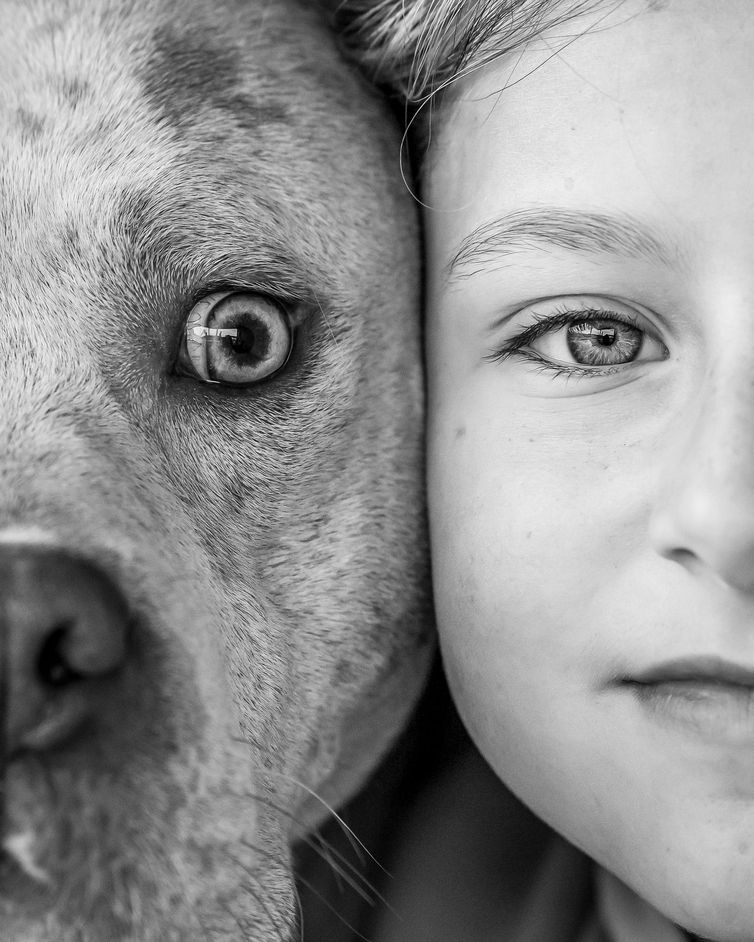 Portrait chien - photographe canin Rouen - Photographe équestre Normandie