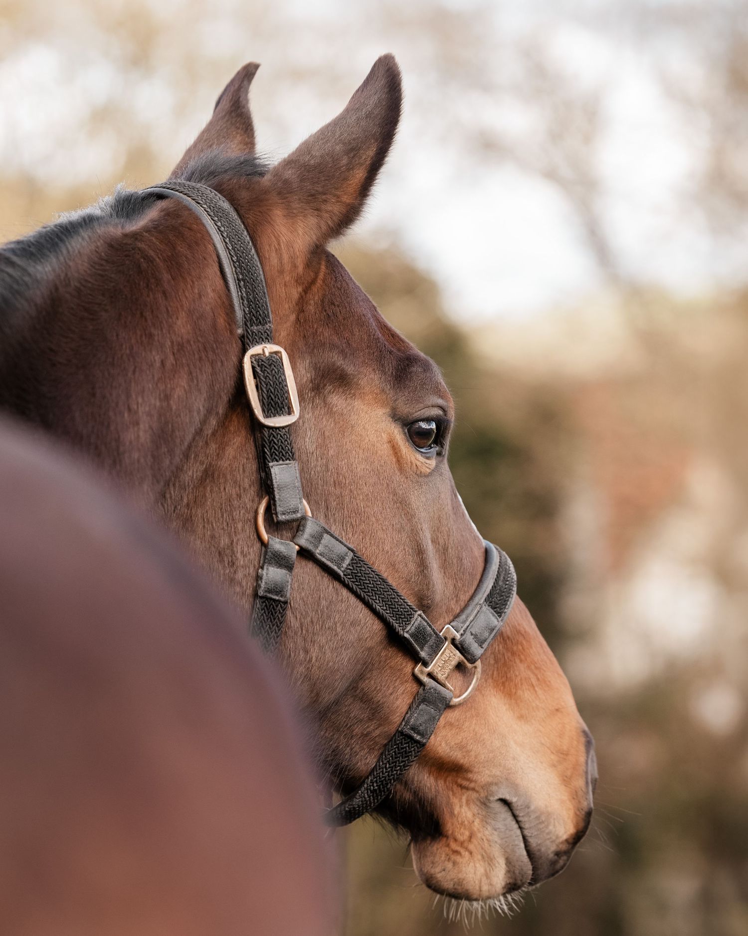 Shooting photo cheval extérieur - Photographe équestre Rouen Normandie