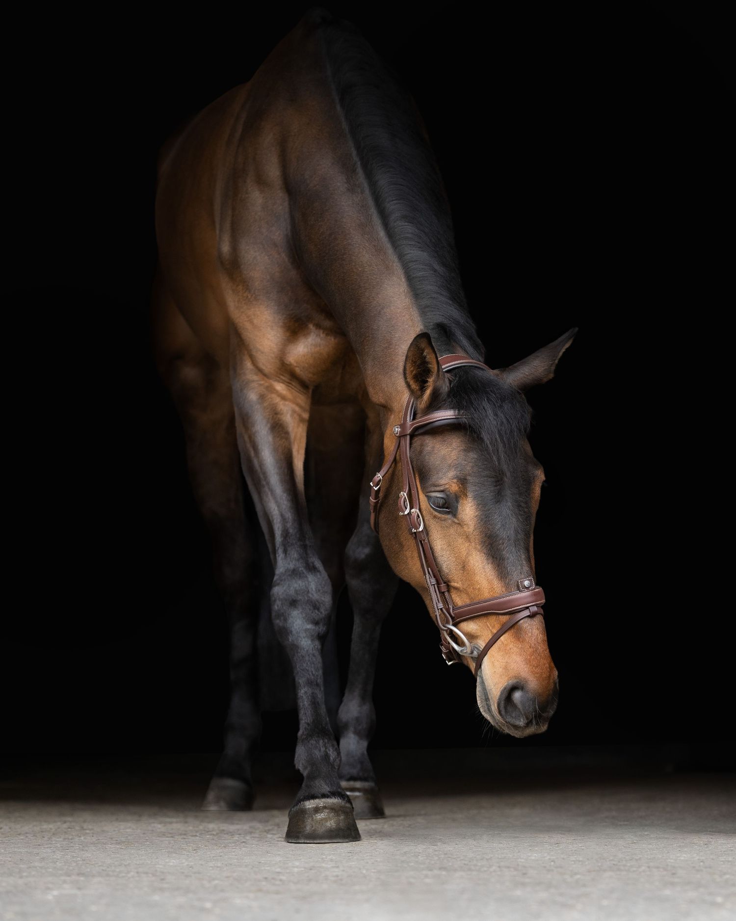 Shooting photo cheval extérieur - Photographe équestre Rouen Normandie