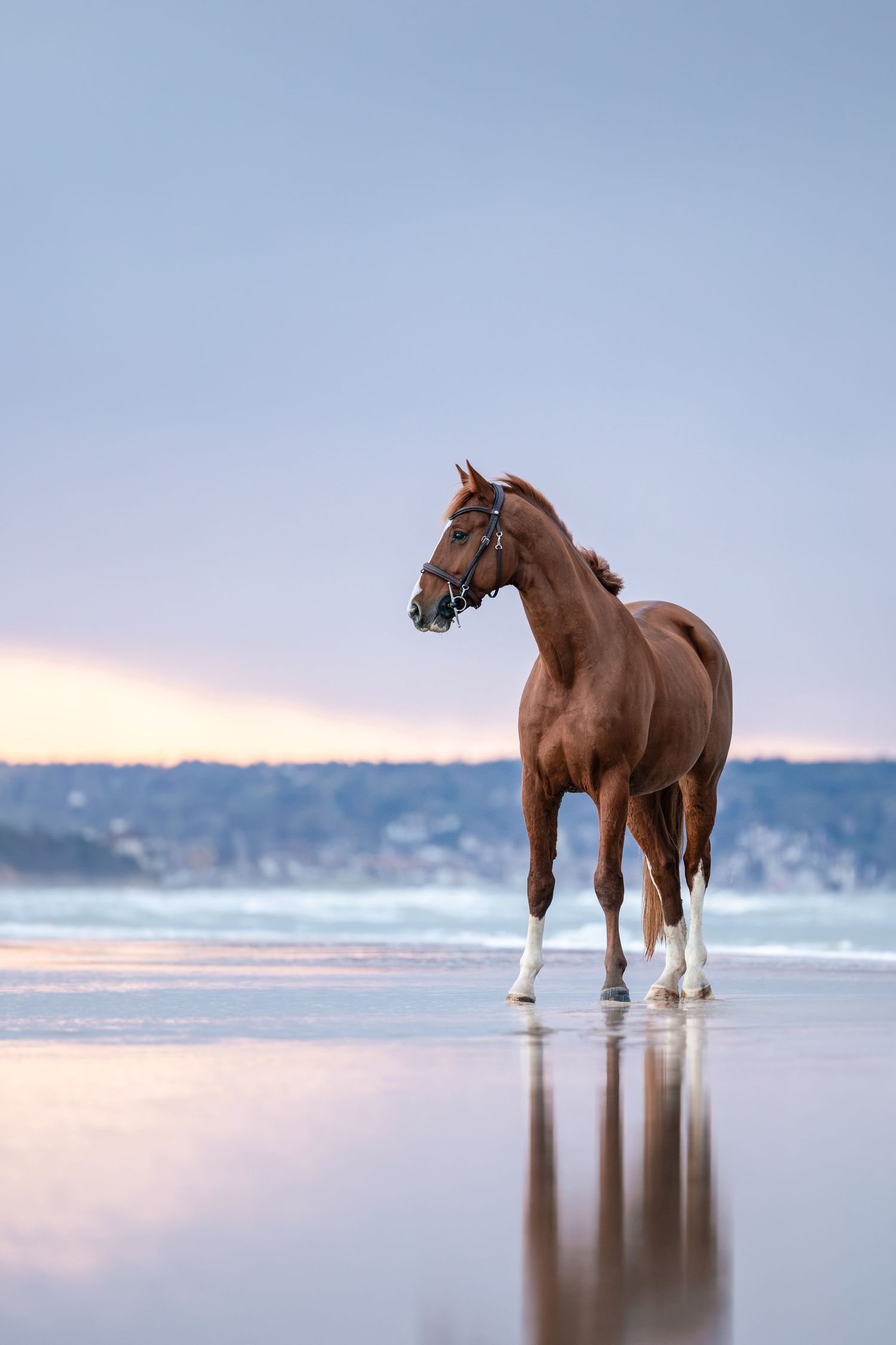 Shooting photo cheval plage Normandie - Shooting plage Deauville - cheval photo plage Normandie - Photographe cheval Rouen