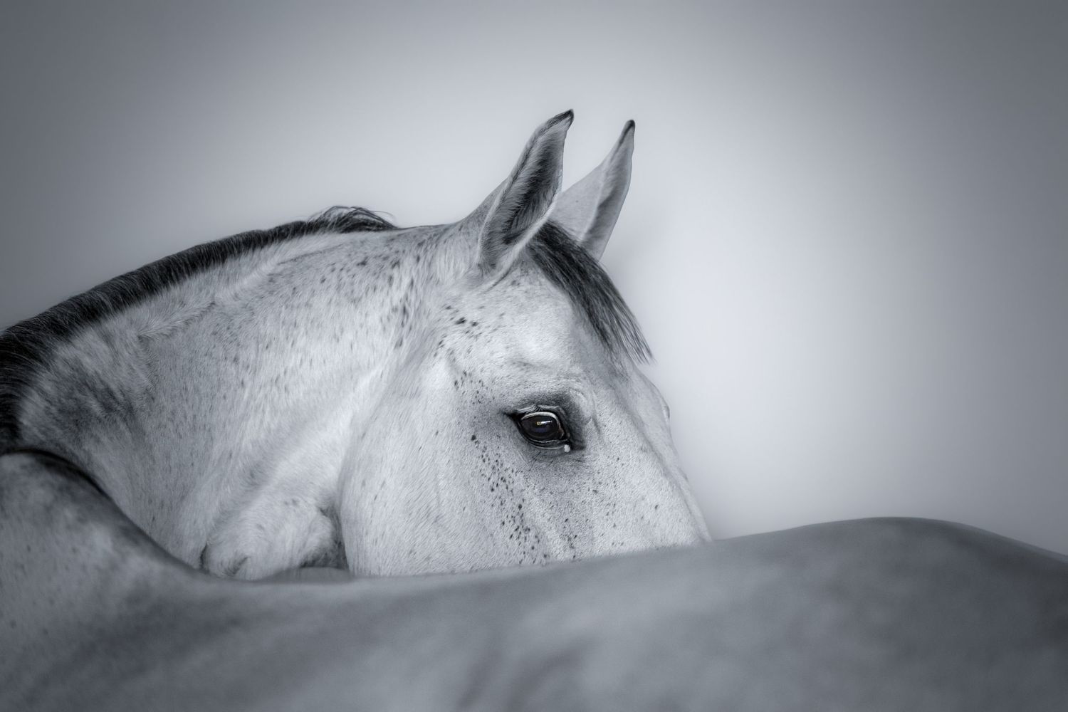 Portrait studio cheval fond blanc - Photographe équestre Rouen Normandie