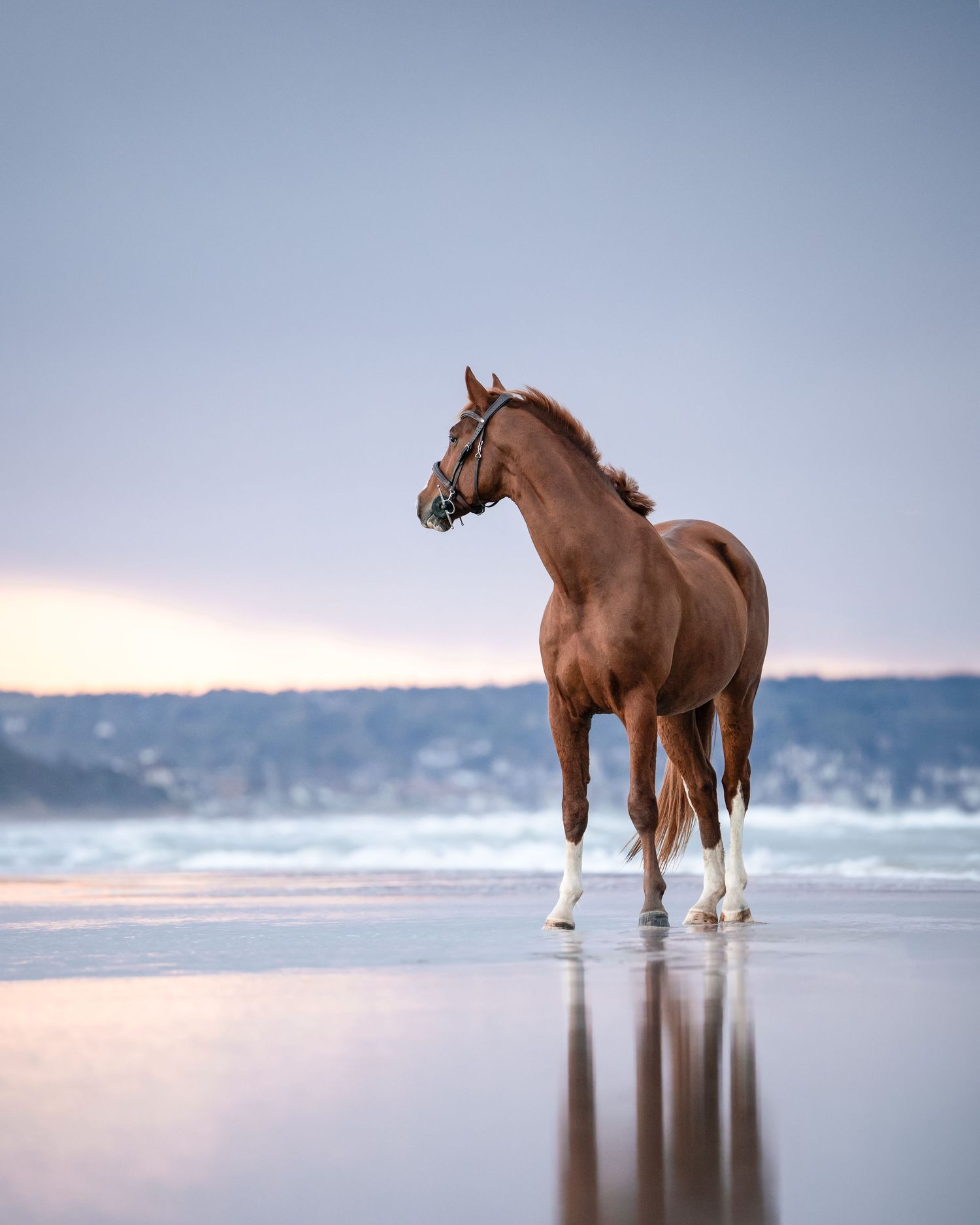 Shooting photo cheval  plage Normandie - Photographe cheval Normandie - Shooting cheval plage - Photographe équestre Cabourg