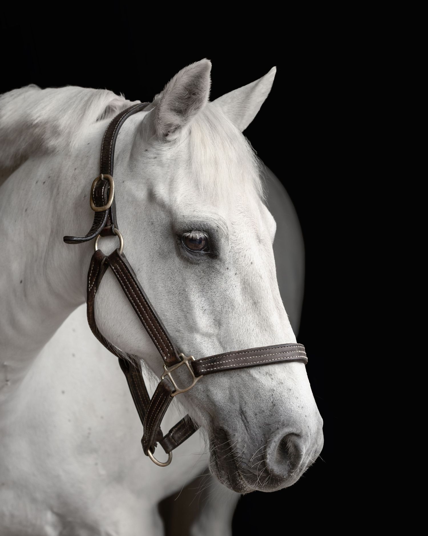 shooting photo cheval - cheval portrait - Photographe équestre Normandie - photographe cheval Rouen