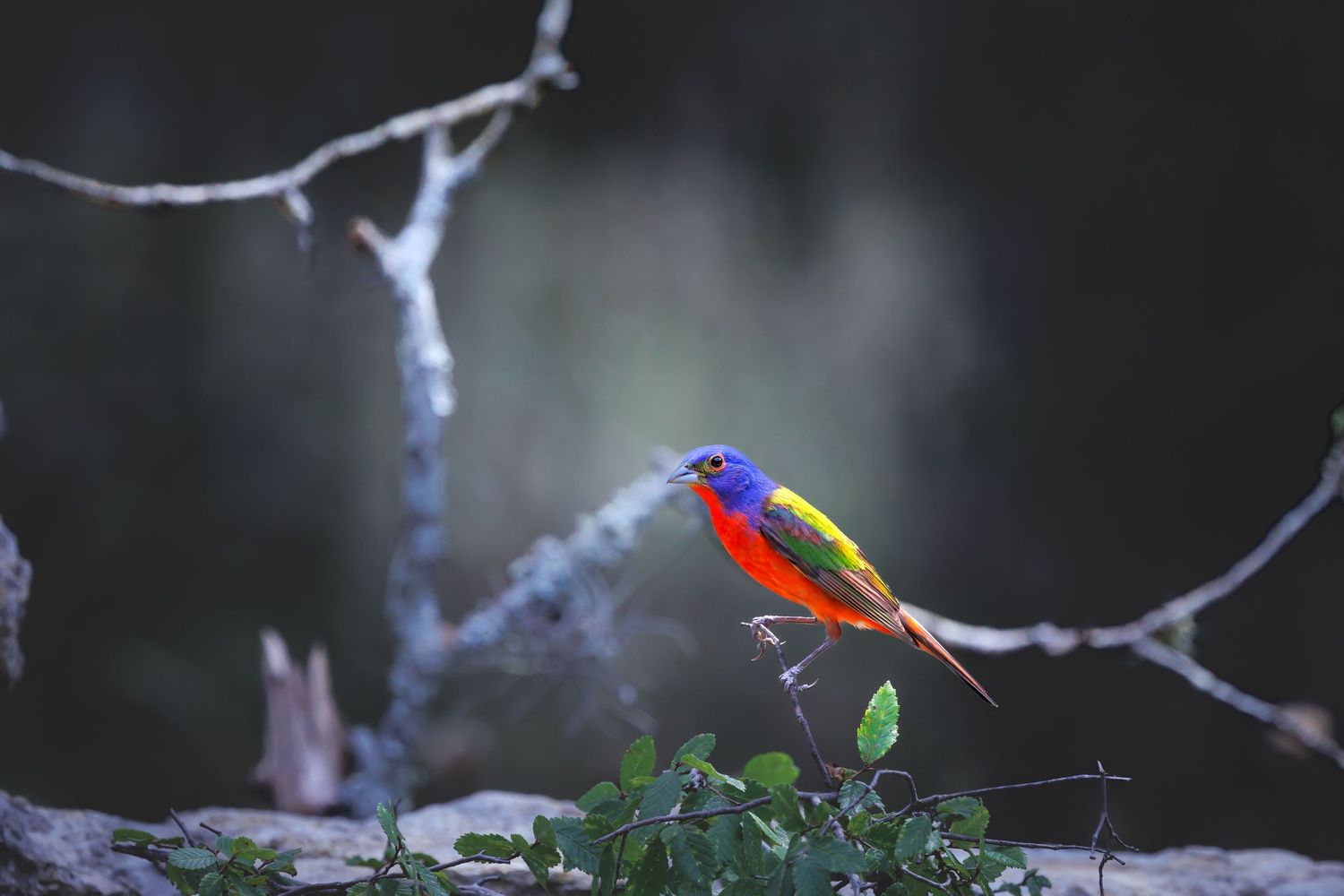 A male painted bunting perched on a thin branch displays its vibrant rainbow plumage against a dark background.