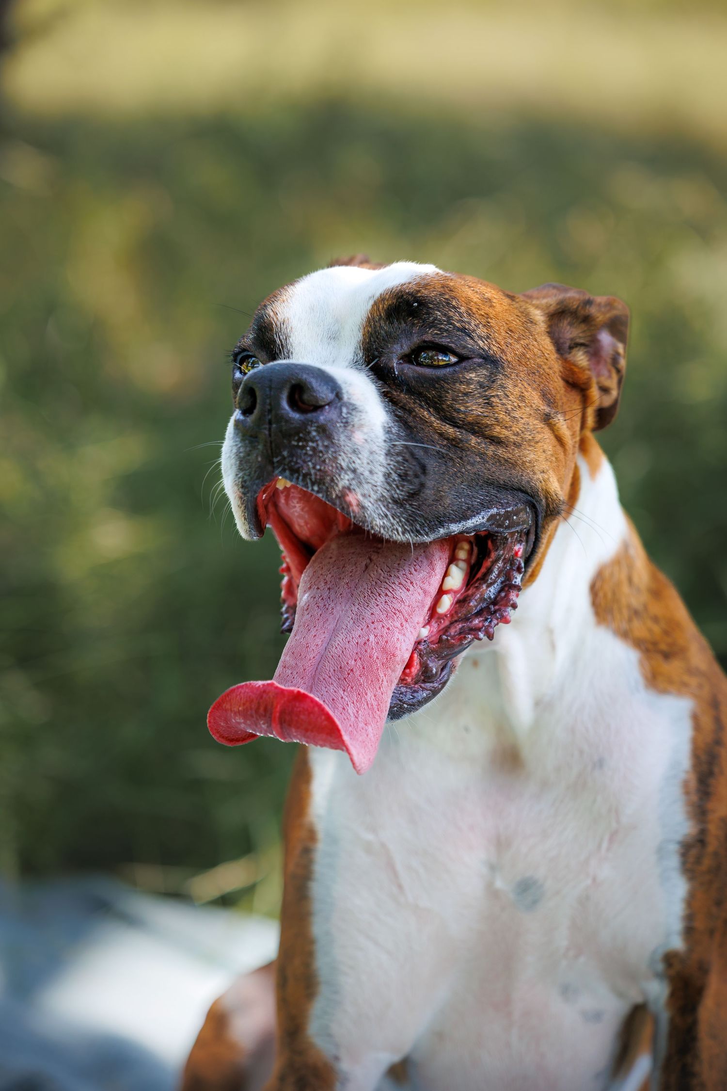 A happy brown and white boxer dog with tongue out against blurred background.