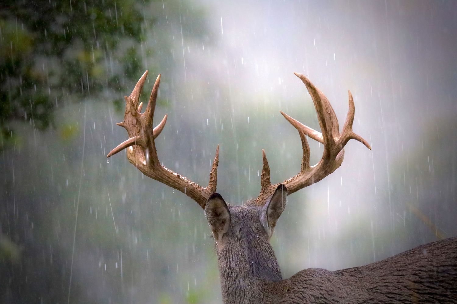 Close-up view of a buck's majestic antlers from behind as rain falls in a misty forest setting.