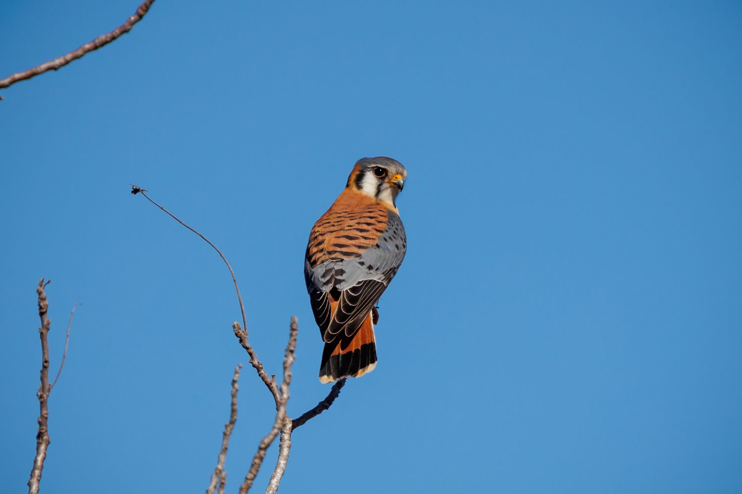 Birds of different species perched on thin branches against bright blue sky.