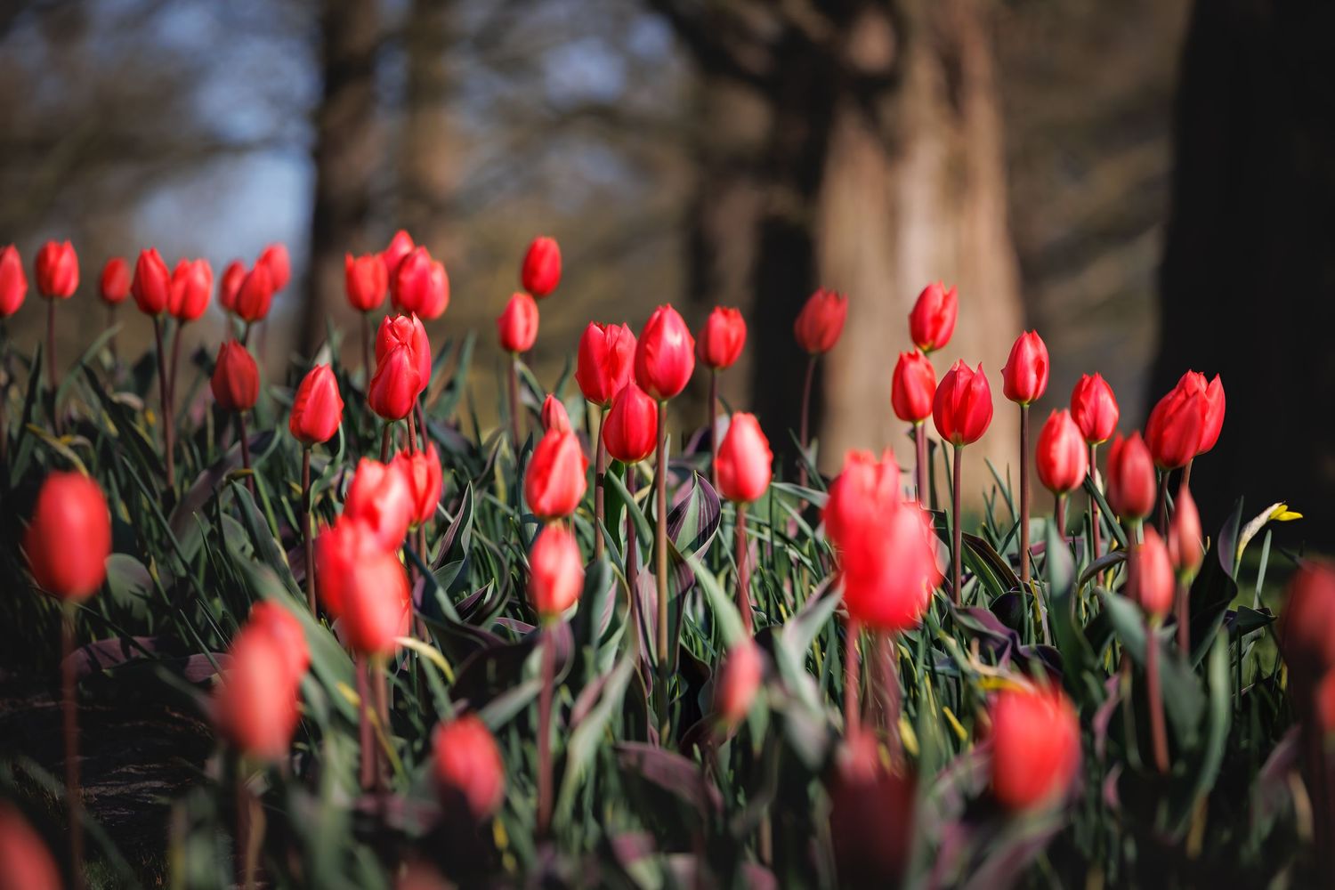 Red tulips blooming in a garden with green stems against a blurred natural background in soft lighting.