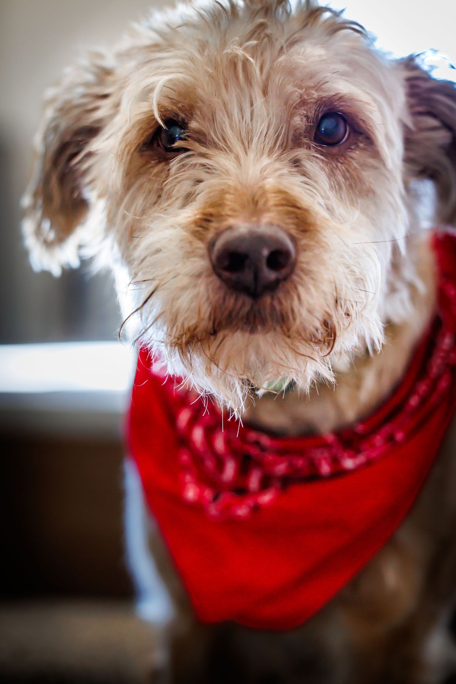 Close-up portrait of a scruffy terrier mix dog wearing a bright red bandana.
