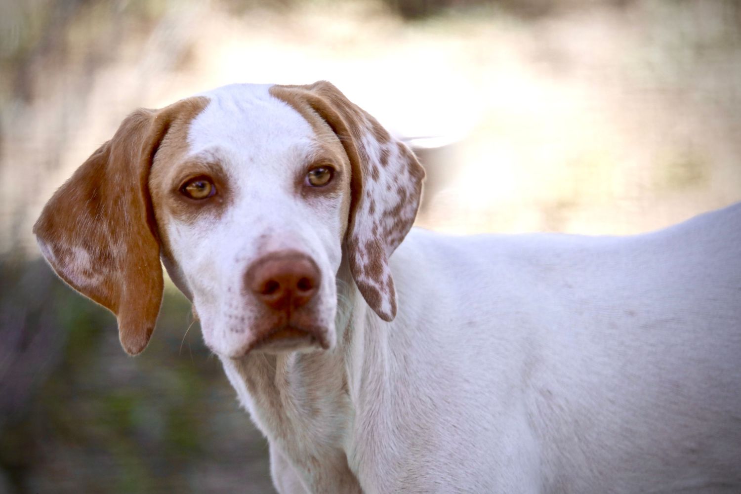 Close-up portrait of white pointer dog with brown spots looking to the side.