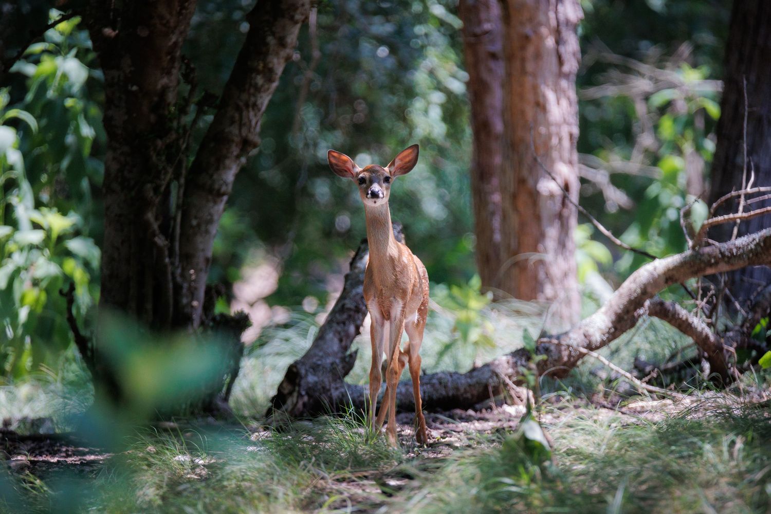 Young whitetail deer standing alert in a sunlit forest with soft bokeh effect in the background.