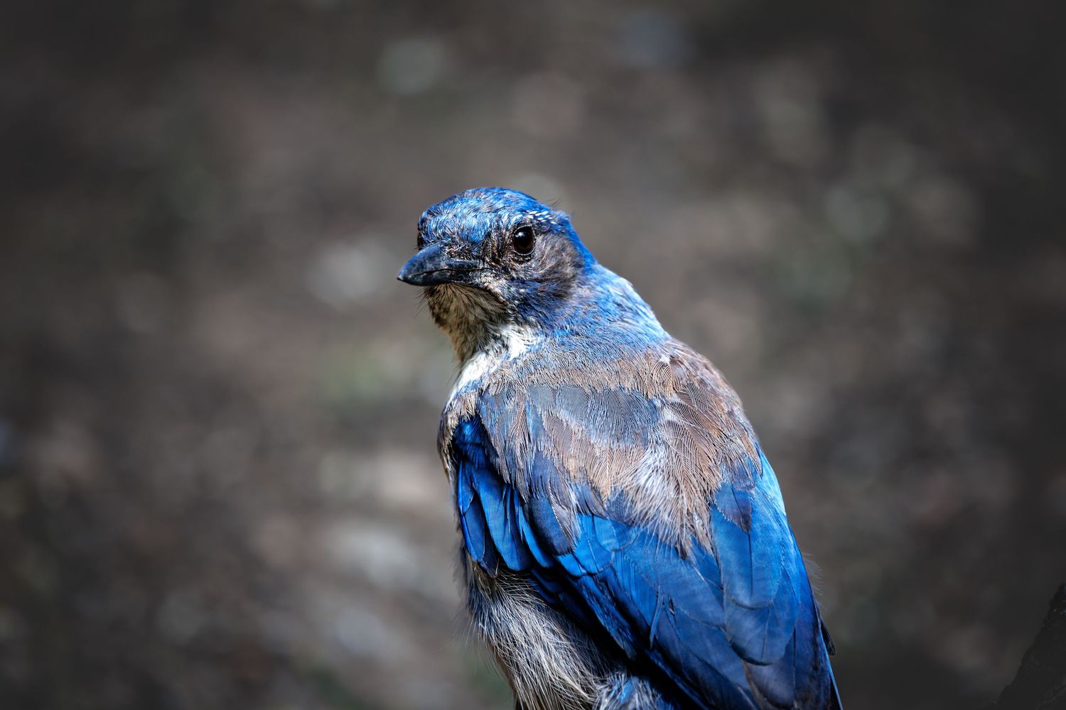 Close-up portrait of a blue jay showing detailed feathers and sharp beak.