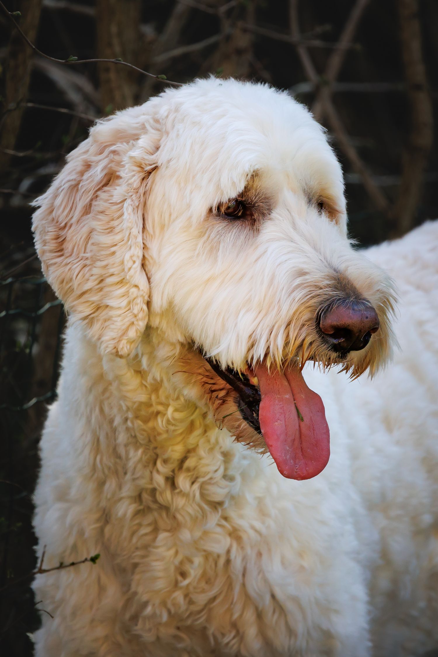 A happy white Goldendoodle dog with a fluffy coat and pink tongue sticking out.