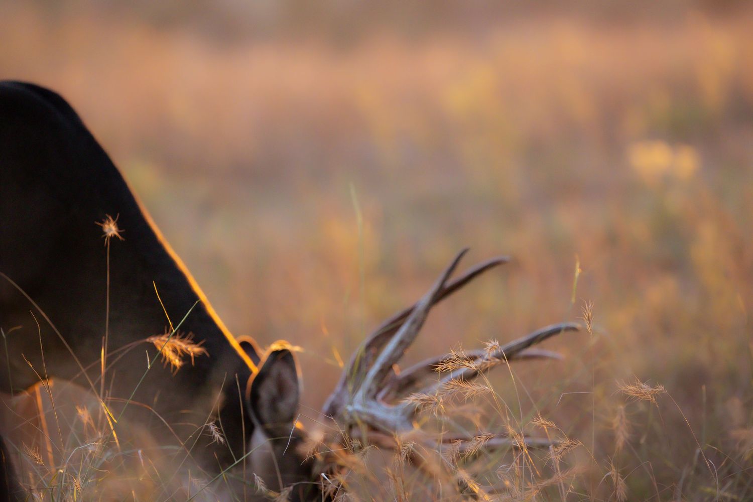 Silhouette of deer antlers against golden sunset background in tall grass.