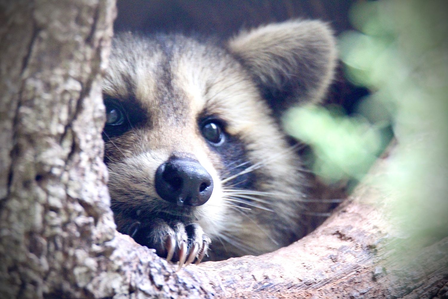 Raccoon peering out from a hollow tree trunk in the woods.