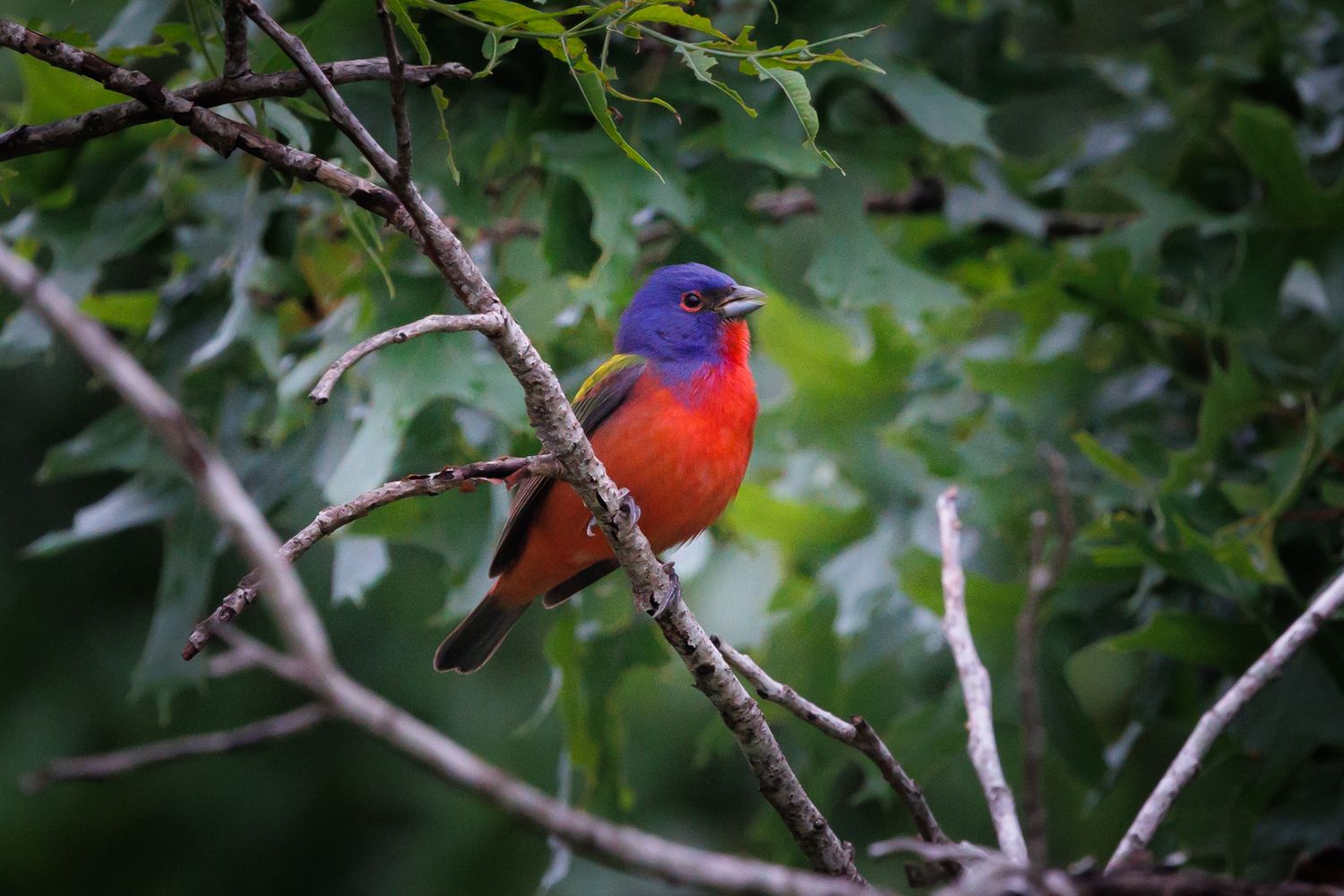 Colorful painted bunting birds perched among green leaves.