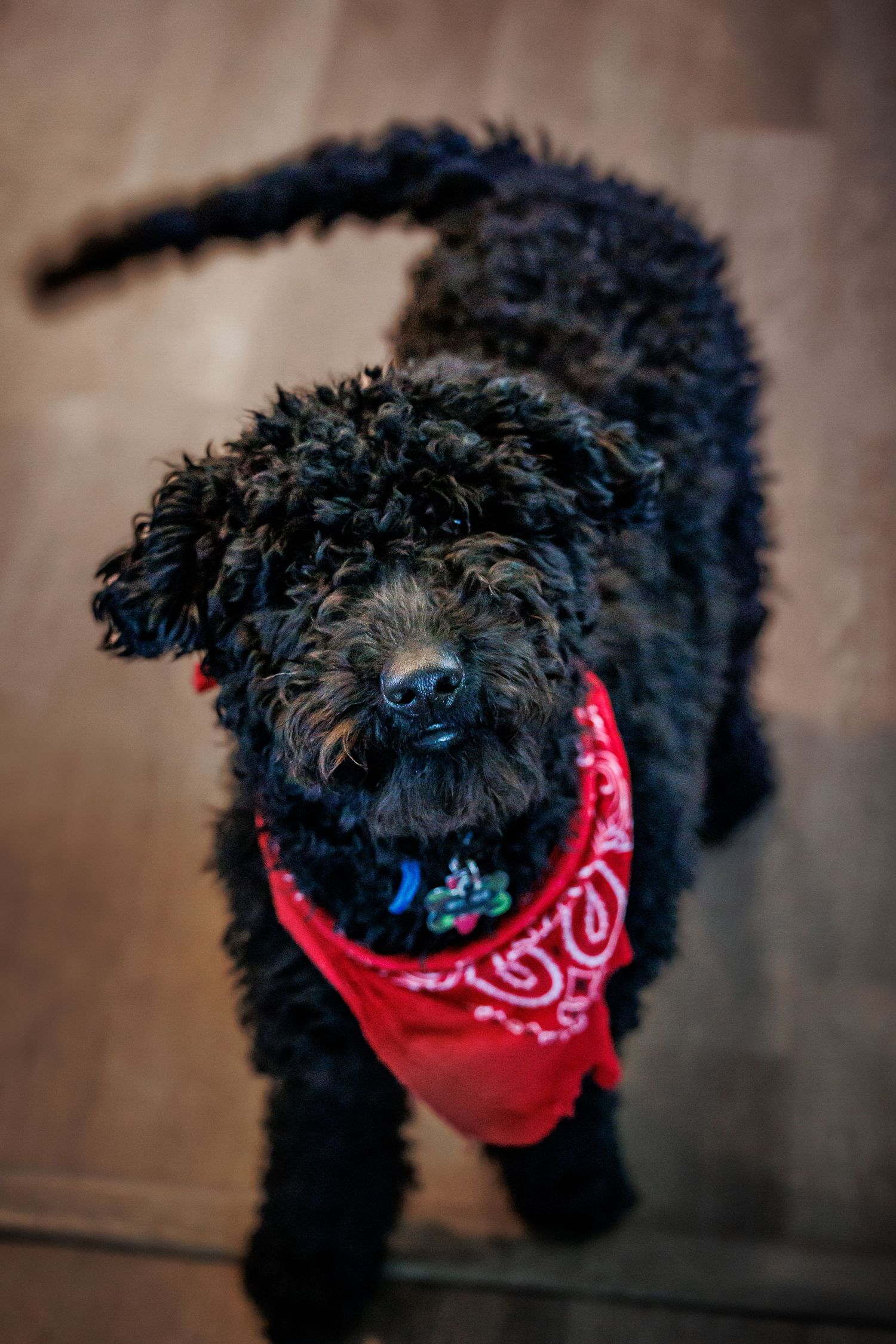 Black curly-haired dog wearing red bandana looking up at camera.
