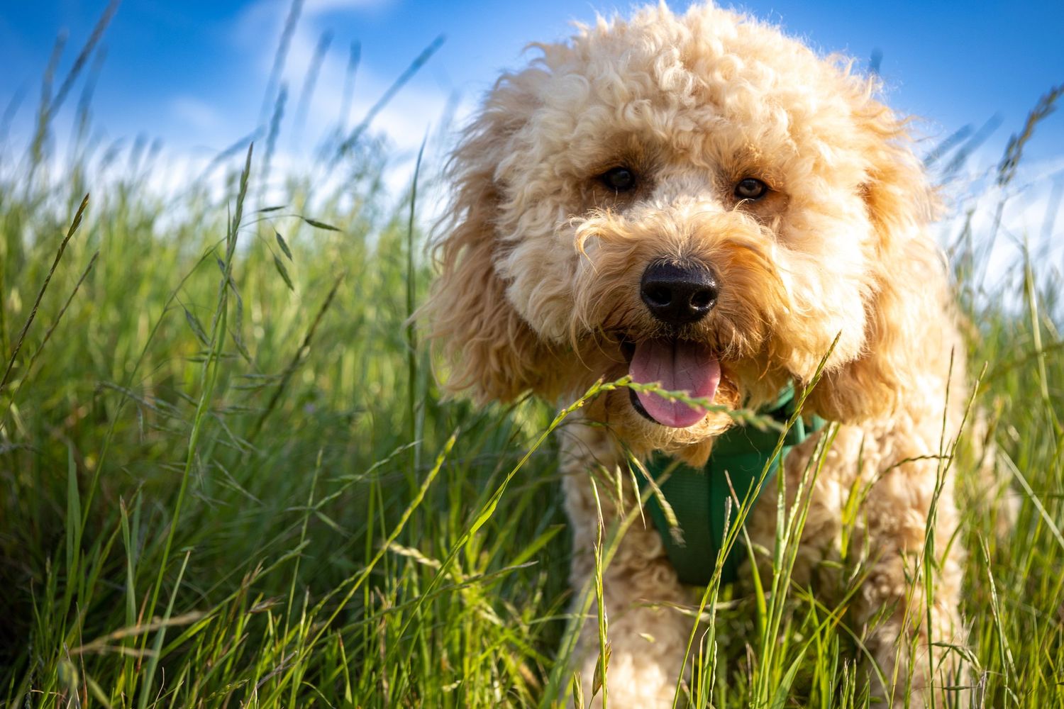 Happy goldendoodle dog with curly fur smiling in tall grass on sunny day.