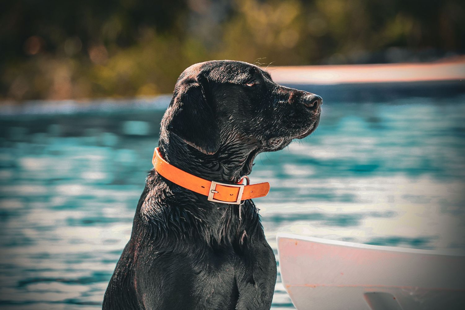 Black dog with orange collar looking towards the horizon near blue water.