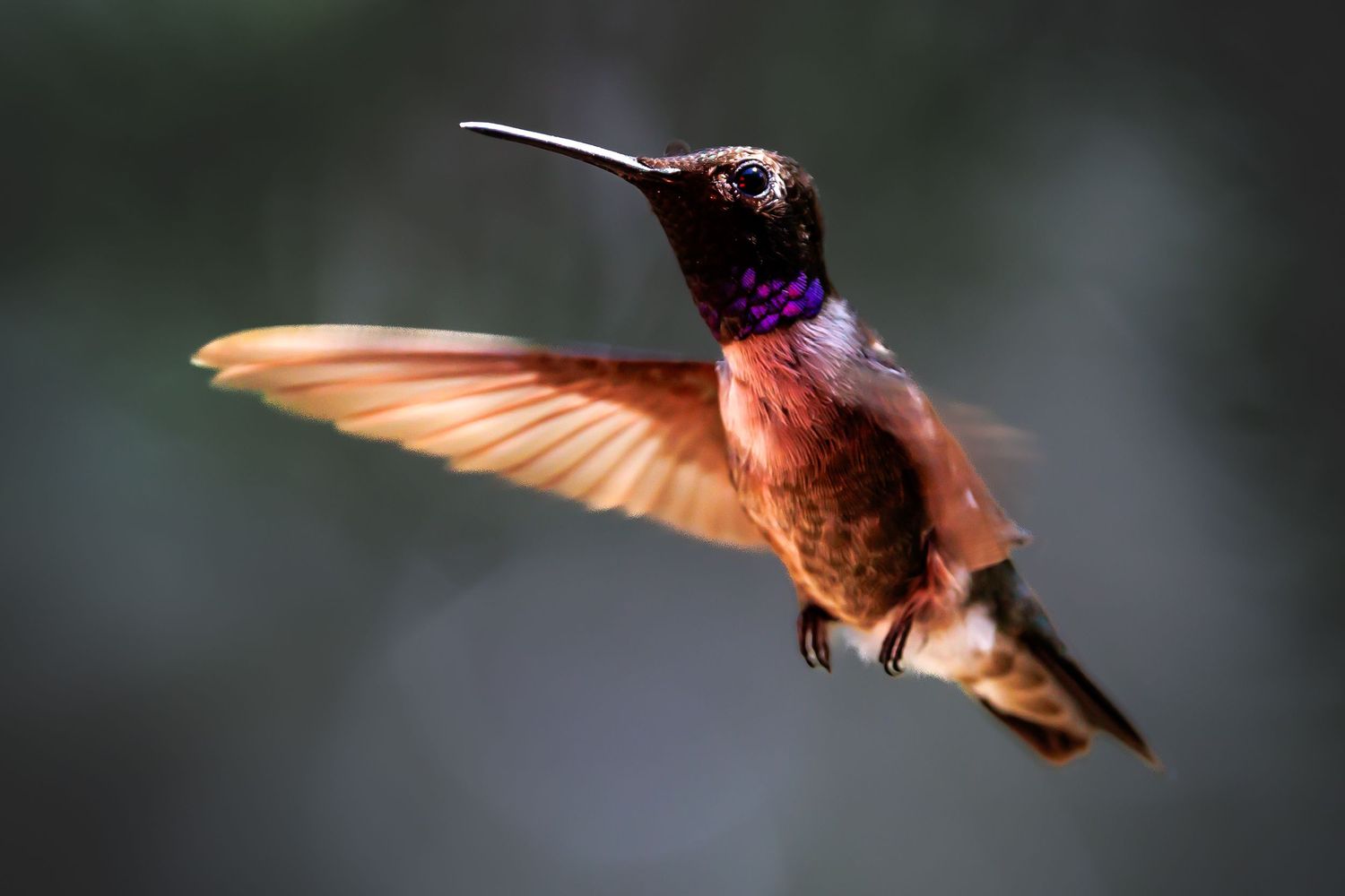 Hummingbird in flight with outstretched wings displaying vibrant orange and purple feathers.