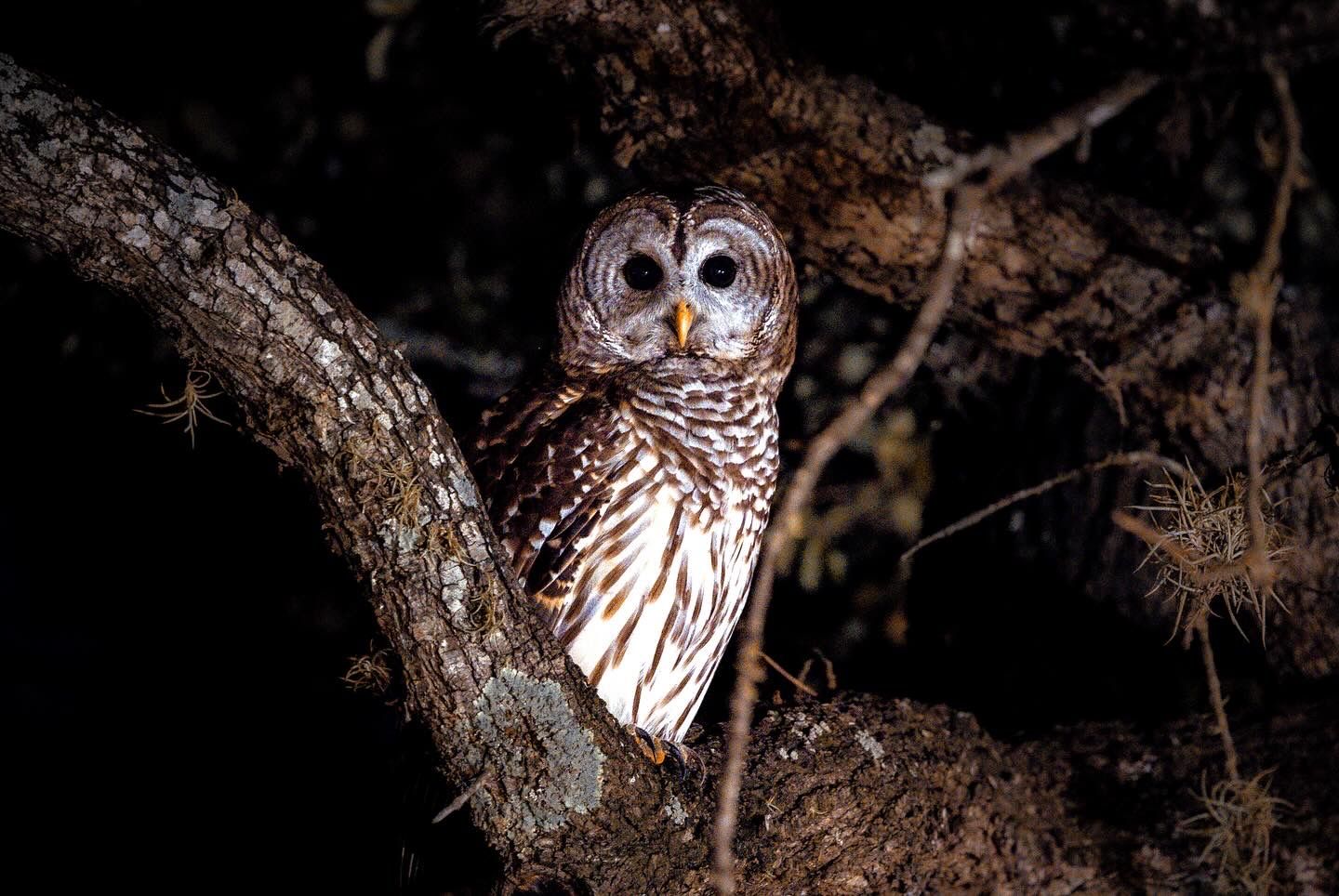 Owl perched on tree branch at night with detailed feather patterns visible.