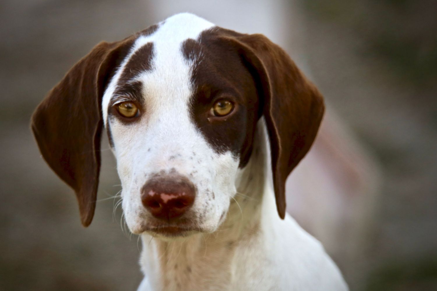 Close-up of brown and white pointer dog with intense eyes looking at camera.