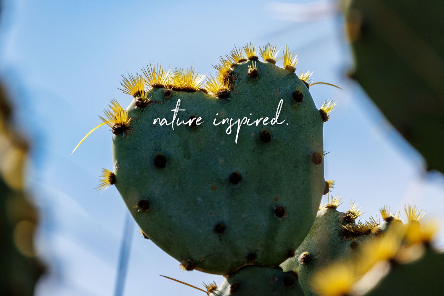 Close-up of prickly pear cactus paddles with yellow blossoms glowing in bright sunlight against dark background.