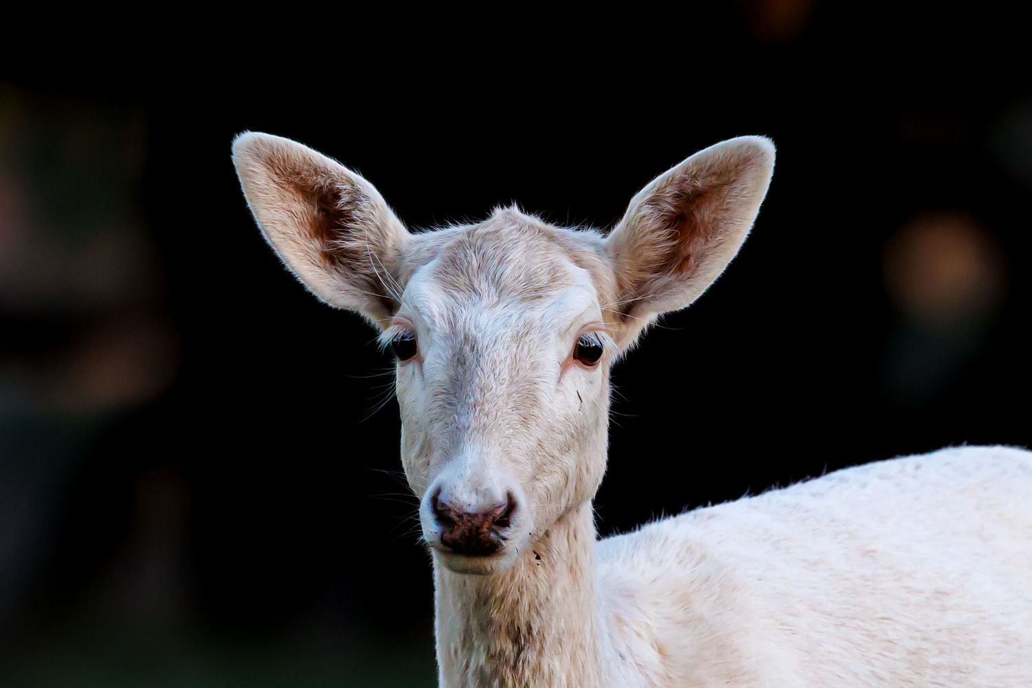 Close-up portrait of a young white goat showing its face and ears.