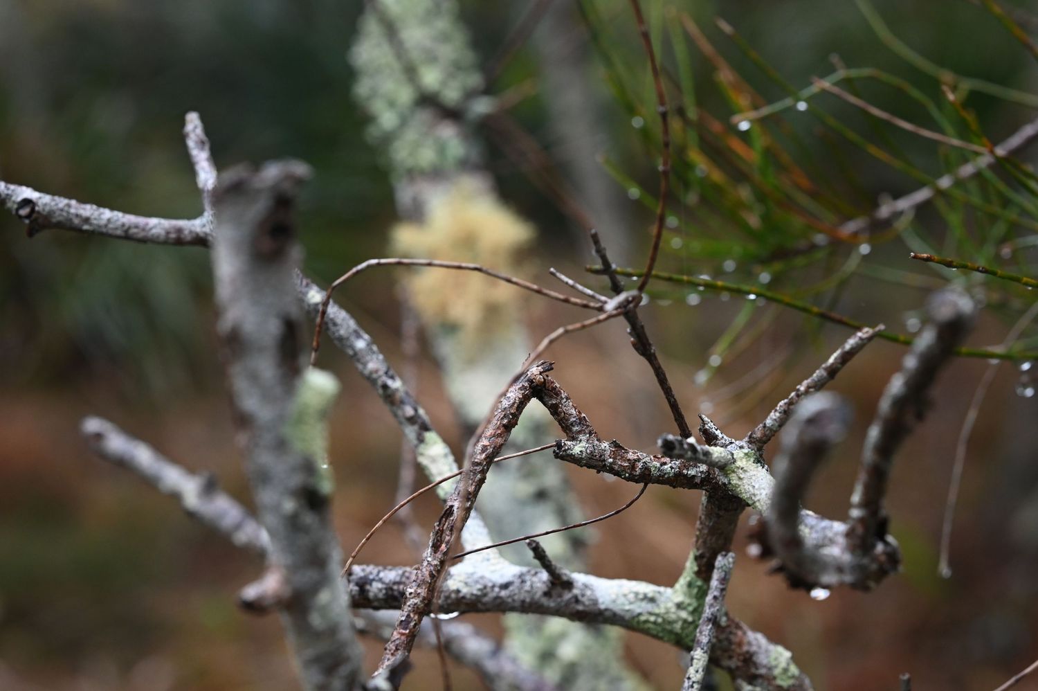 Rain-drenched bare tree branches with lichen and water droplets in a misty forest setting.