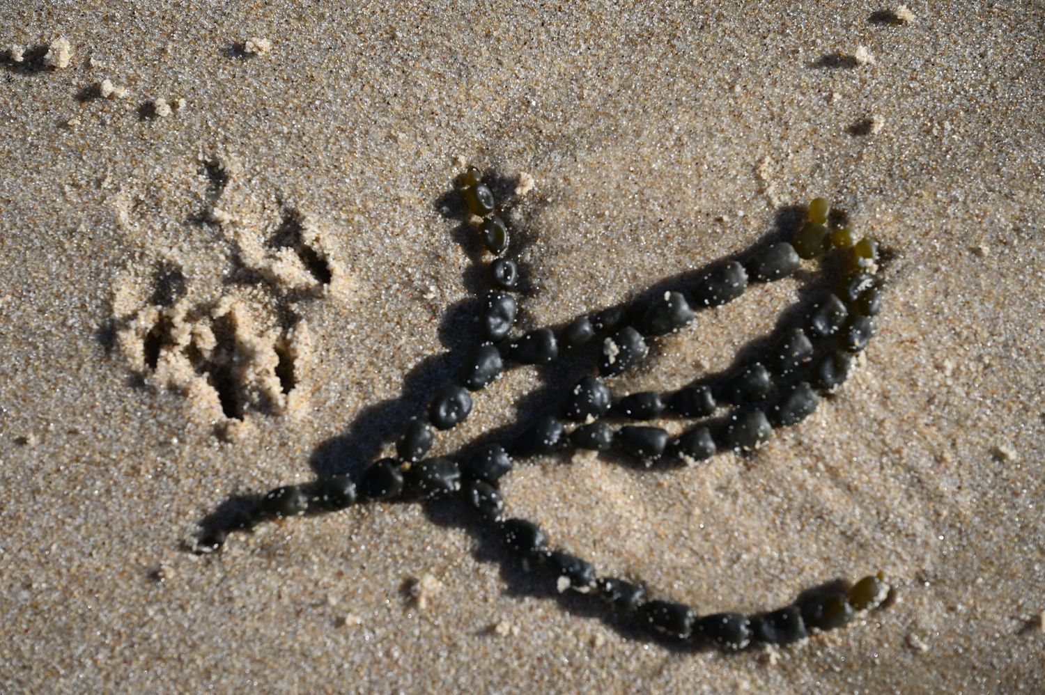 Seaweed and pebbles arranged on sandy beach forming natural patterns with shadows in coastal setting.