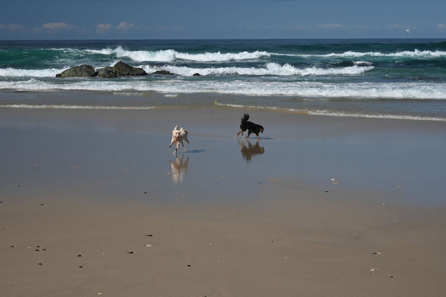 Two dogs playing and running on a sandy beach with ocean waves in the background on a sunny day.