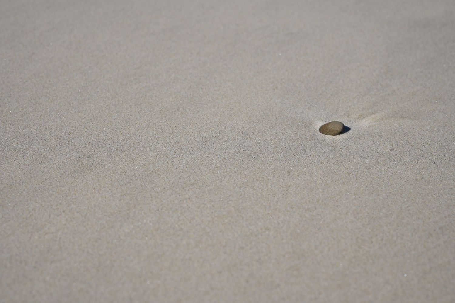 A single small shell resting on smooth sandy beach with subtle wind patterns in the pale gray sand.
